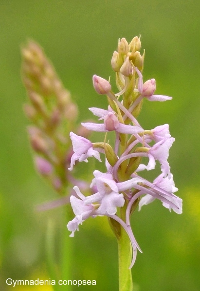 Campo Imperatore, laltopiano e le orchidee  19 giugno 2021.